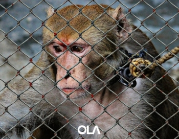 Role play on Animal Testing
